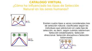 Catalogo Virtual