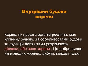 Внутрішня будова кореня