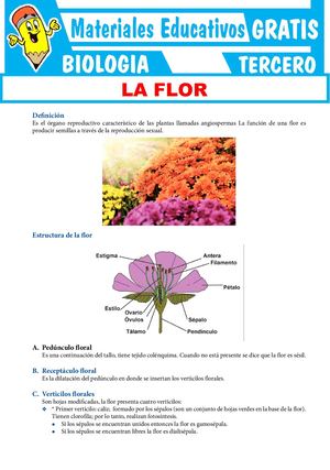 La Flor Para Tercer Grado De Secundaria