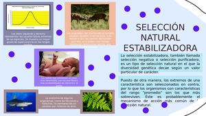 Tipos de selección natural-Gonzalo Lopez IV C