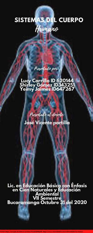 Sistemas Del Cuerpo Humano
