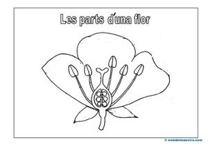 Les Parts D'una Flor