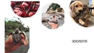Підготовка до Олімпіади  Зоологія