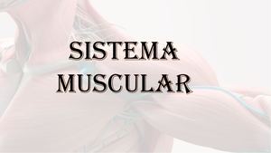 Sistema Muscular
