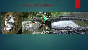 Cultivo De Cachama Cielo Terminado2