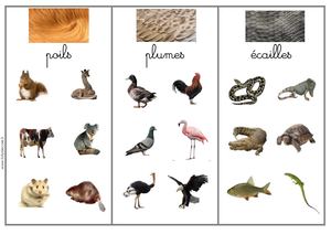 Tri Poil Plume Ecaille