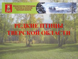 Редкие птицы Тверской области