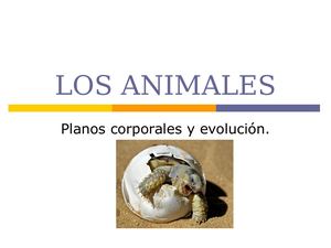 Los Animales Planos Corporales Y Evolución
