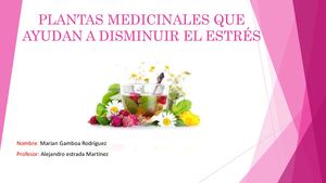 Diapositivas De Plantas Medicinales Contra El Estrés