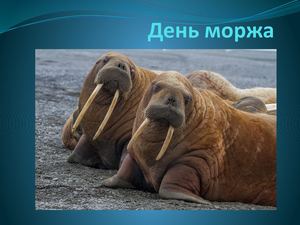 День моржа