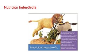 Nutrición Heterótrofa