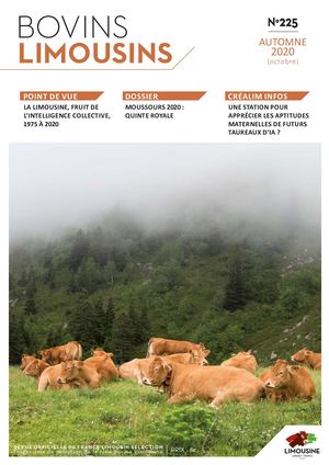 Bovins Limousins 225 / Extrait