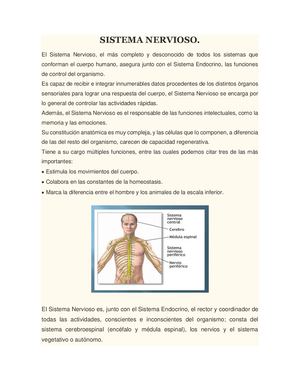 Sistema Nervioso Convertido