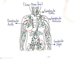 Ganglios Linfaticos