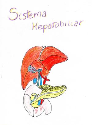 Sistema Hepatobiliar