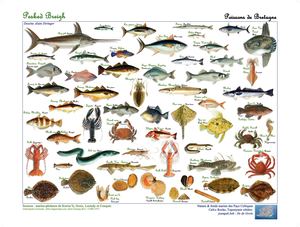 POISSONS DE BRETAGNE - NOMS BRETONS
