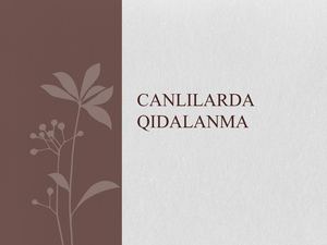 CanIılarda Qidalanma