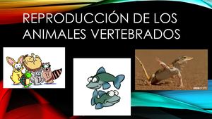 Reproducción De Los Vertebrados