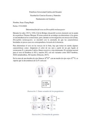 Determinación Del Sexo En Drosophila Melanogaster Isaac Chang