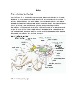 Anatomía interna del pulpo
