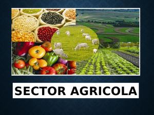 Revista Sector Agricola