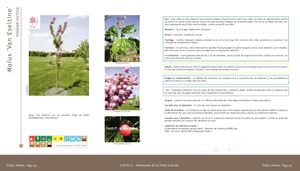 Malus 'Van Eseltine'