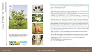 Malus Evereste® 'Perpetu'