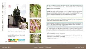 Prunus Serrulata Amanogawa