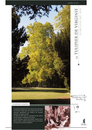 Le tulipier de Virginie - du Parc de Bel-Ebat – Avon