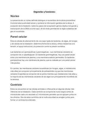 Organelos Y Funciones