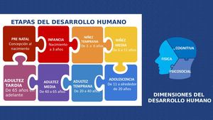 Etapas Del Desarrollo