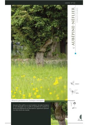 L'aubépine néflier -  Chailly-En-Brie