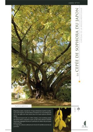 La cépée de Sophora du Japon - CHÂTEAU DE LA BROSSE-MONTCEAUX