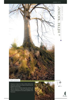 Le Hêtre "Richou" - FORÊT DE FERRIÈRES