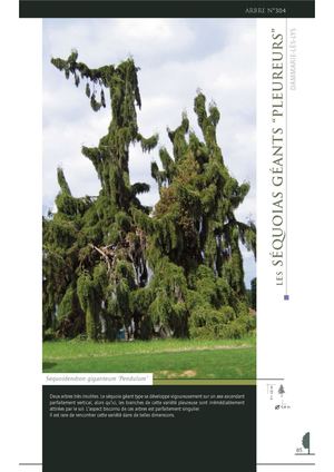 Les Séquoia géants "pleureurs" -  Dammarie Les Lys