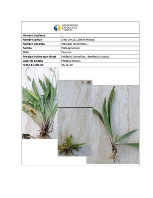 Herbario Ayilen Tralma Ll