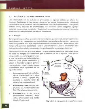 Ra5 1, Tema 4 Los Distintos Tipos De Enemigos De Los Cultivos Y Daños Que Producen