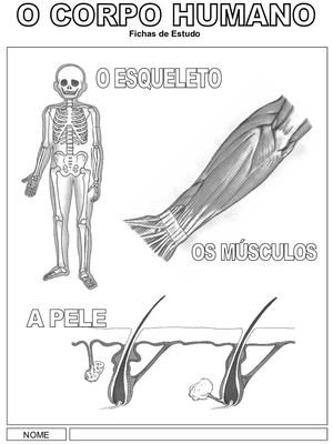 O Corpo Humano Estudo
