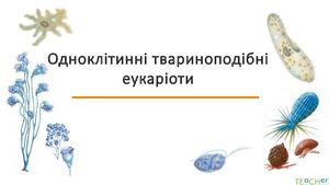 одноклітинні еукаріоти