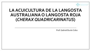Acuicultura De Cherax Quadricarinatus