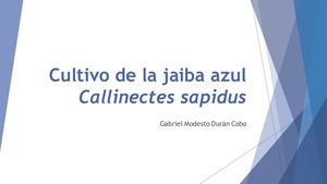 Cultivo De La Jaiba Azul Callinectes Sapidus