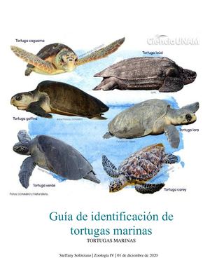 Guía De Identificación De Tortugas Marinas (Steffany Solórzano)