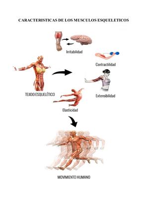 Caracteristicas De Los Musculos Esqueleticos
