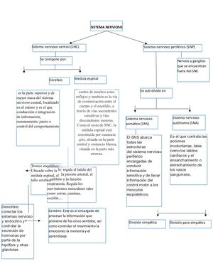 Sistema Nervioso Y Sistema Digestivo (1).