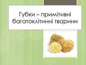 Губки примітивні багатоклітинні тварини