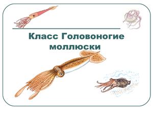 Класс Головоногие моллюски