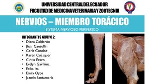 Nervios Miembro Torácico