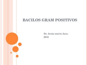 Bacillus Gram Positivo