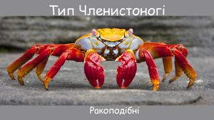 Ракоподібні