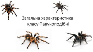 Павукоподібні